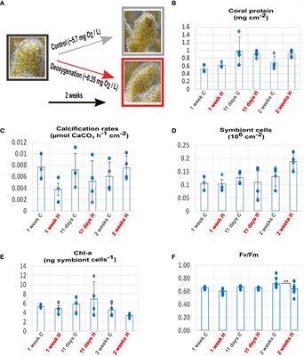 Transcriptional responses indicate acclimation to prolonged deoxygenation in the coral Stylophora pistillata